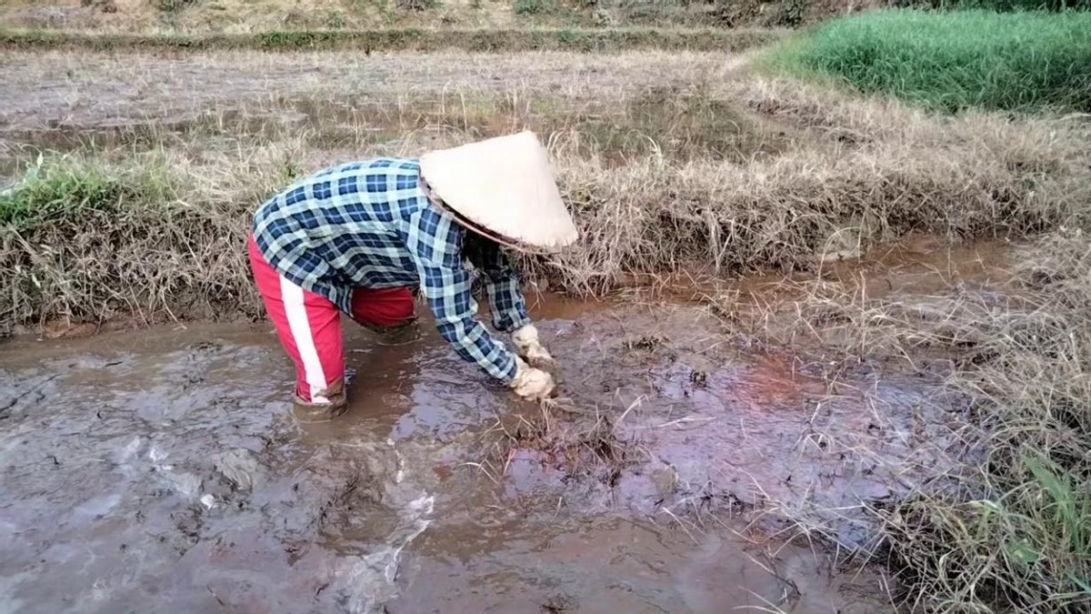 日本出现新型病毒，传染源竟是蜱虫？为繁衍甘当吸血鬼用血养卵