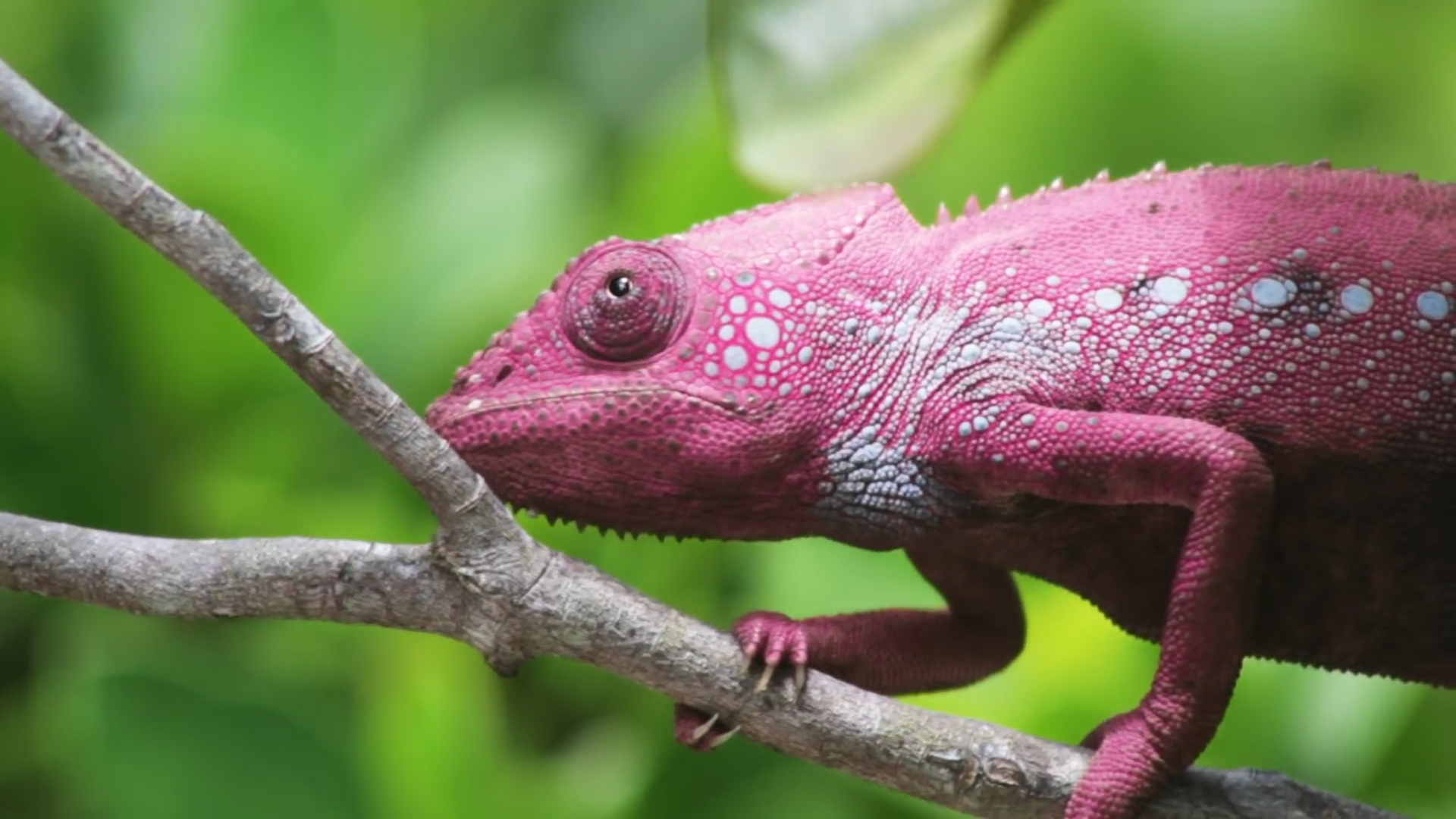 变色龙遇水会变透明吗?它是怎么变色的?变色有什么作用?