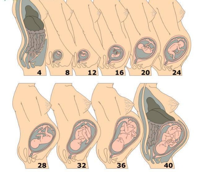 1,b超判断:通过b超的方法确定胎儿的位置,一目了然,很直观,医生会给出