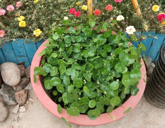 铜钱草叶太小？简单2个“方法”，30天长满盆，叶子大10倍