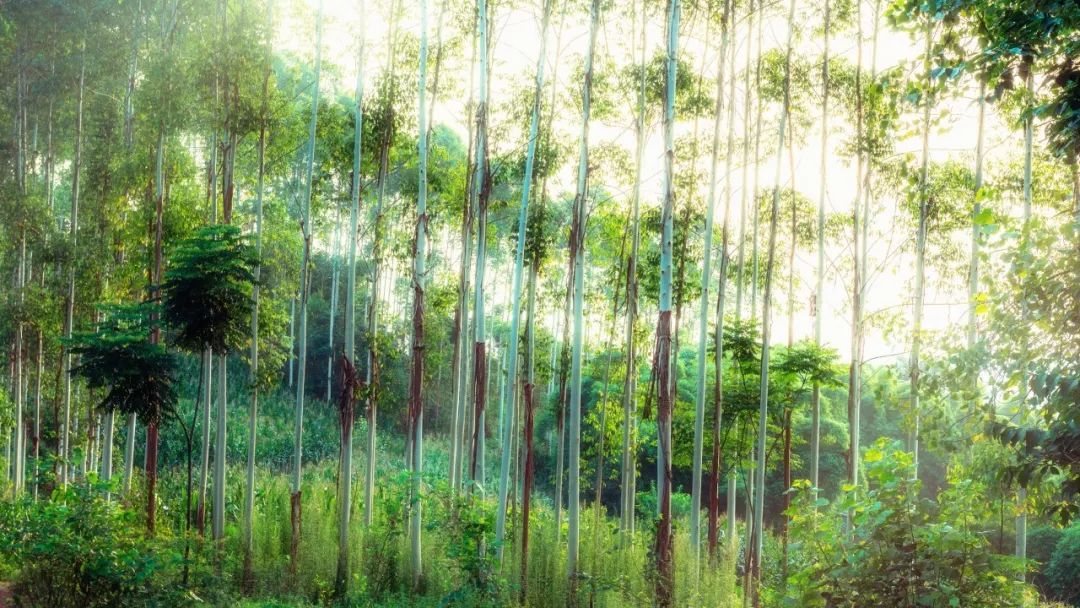 有一种思念，叫天人永隔：这16句痛心诗词，让你想起了谁？