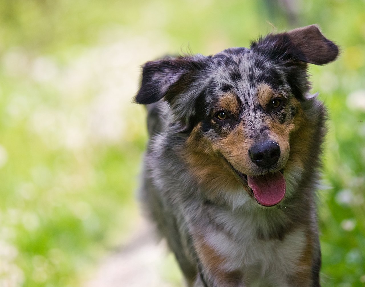 就算把幼犬丟進羊群之中,它也會在羊群中跑來跑去,掌握驅趕羊群的方法