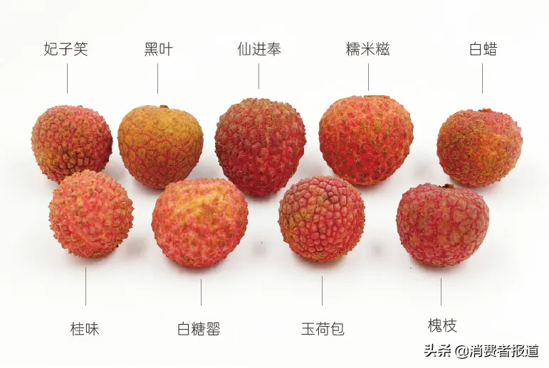 第二书包网荔枝产品排行榜：9款热门荔枝全面对比测评