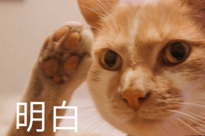 猫咪表情包25张｜我这一巴掌下棋你可能会死