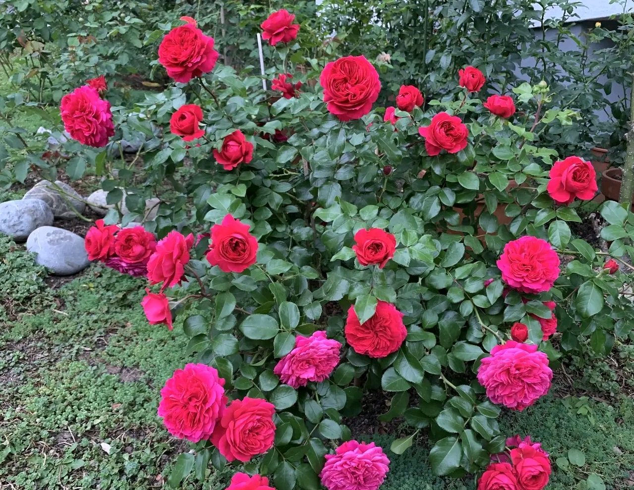 红色达芬奇—阳台也能养的月季，喜庆大红色，丰花勤花，值得拥有