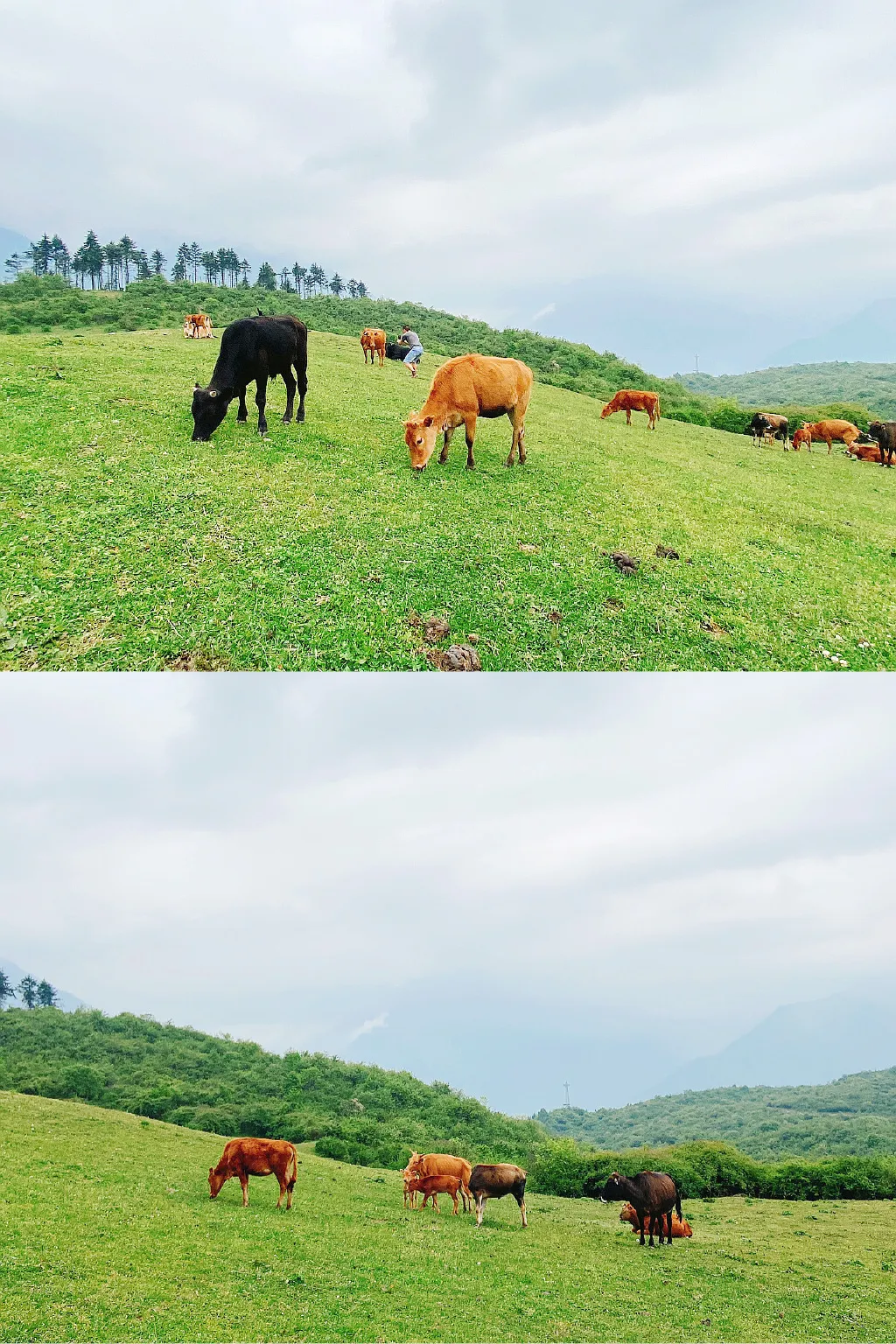 耿达熊猫基地门票价格成都周边又一处云上小草原