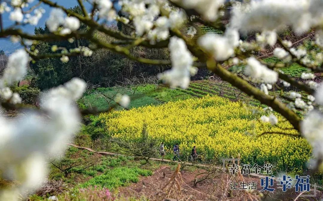 成都1.5h刹拢幽静山野，赏梨花、油菜花、桃花…不收门票