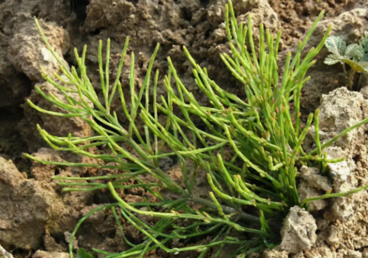 农民嫌弃的问荆,却能从土壤吸收黄金,被称为"黄金探测器"