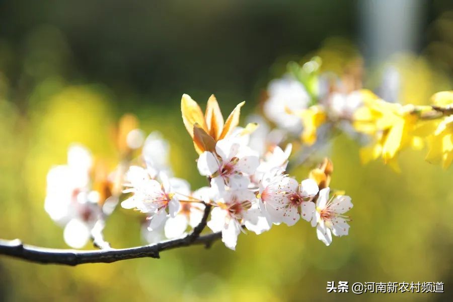 今日春分 ▎绿博园、园博园、方特等46家景区要恢复开放啦