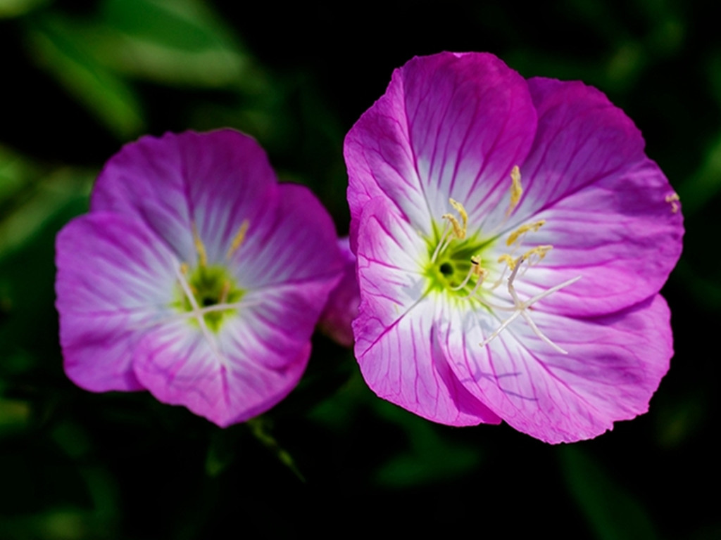 月见草什么时候开花(5种夏季观花植物详细介绍)