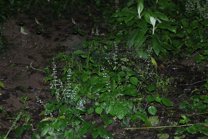 红骨参,见过吗?能补虚,调经,祛风止咳