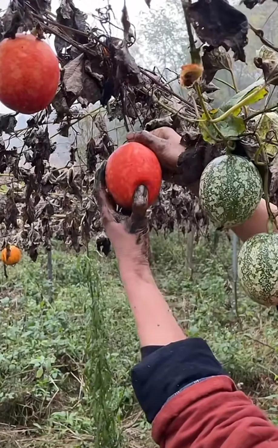 短视频的黄金时代或许即将结束