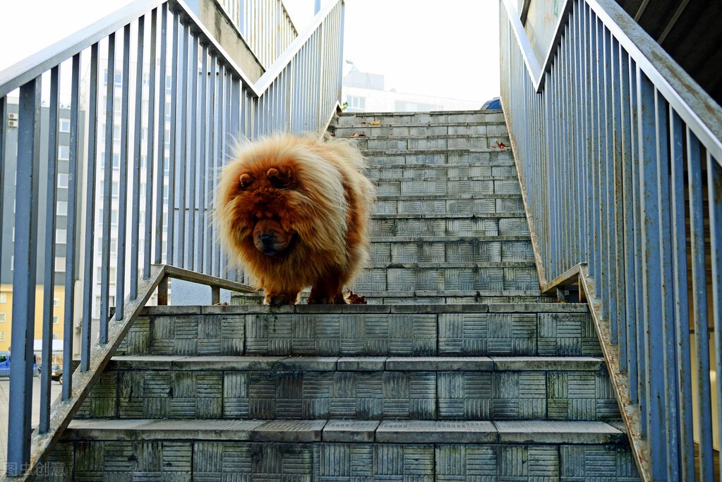 雍容的贵族——松狮犬的喂养 挑选以及美容注意事项等统统在这里