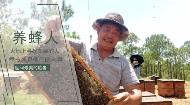 大地花间，随遇而安，养蜂人——追花寻蜜，做世间最美的旅者