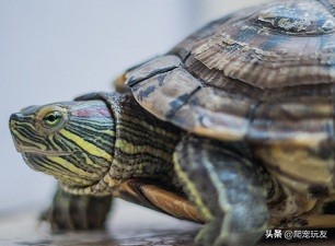 怎么看乌龟的年龄（4个方法来鉴定龟的年龄）