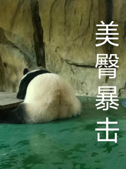 熊猫表情包｜反了你了