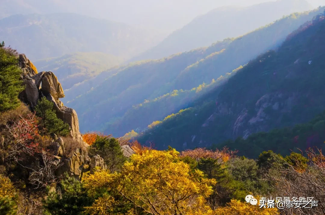 深秋泰山：一年好景君须记，最是橙黄橘绿时