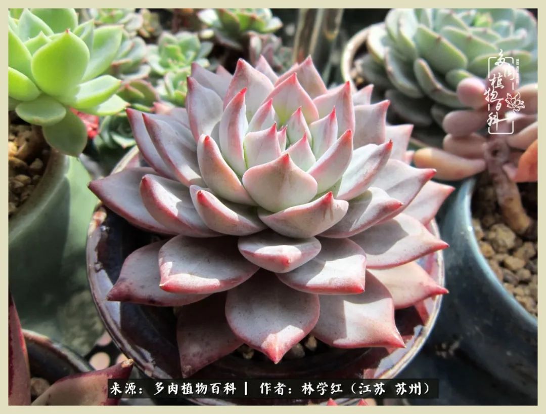 多肉之美,回味一夏