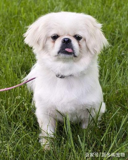 世界名犬no:62 中国的"狮子狗"又称京巴狗,以后不能叫土狗了