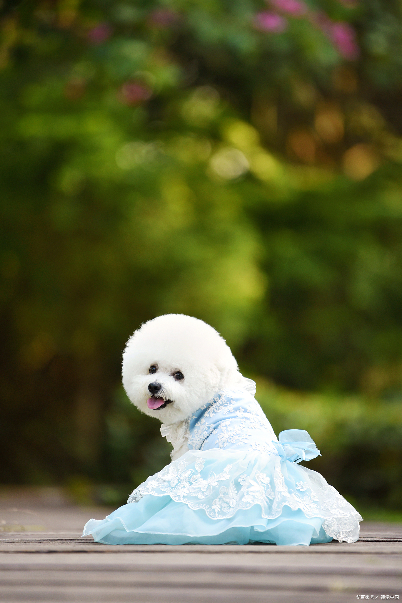 女生为什么不能养比熊(博美)