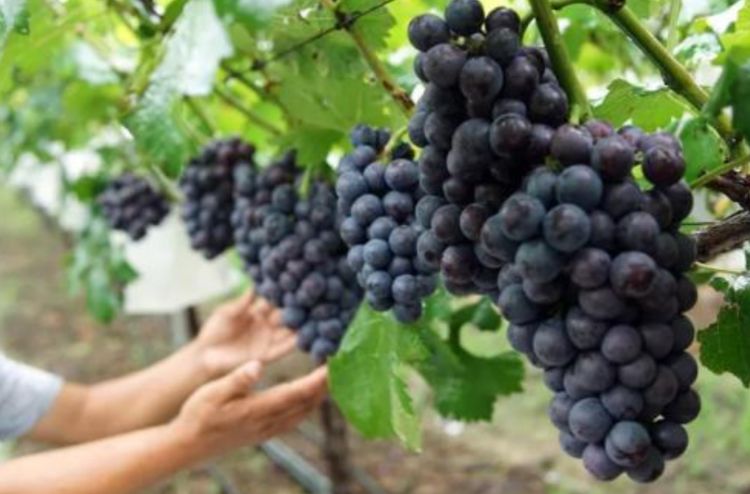 夏黑葡萄利尿消肿，养颜美容，果农掌握种植要点，收获高产葡萄