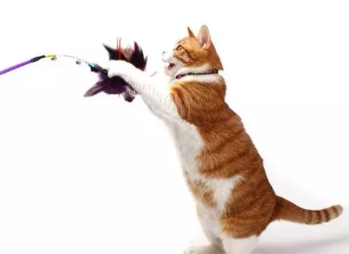 梦到猫,应该如何解梦?