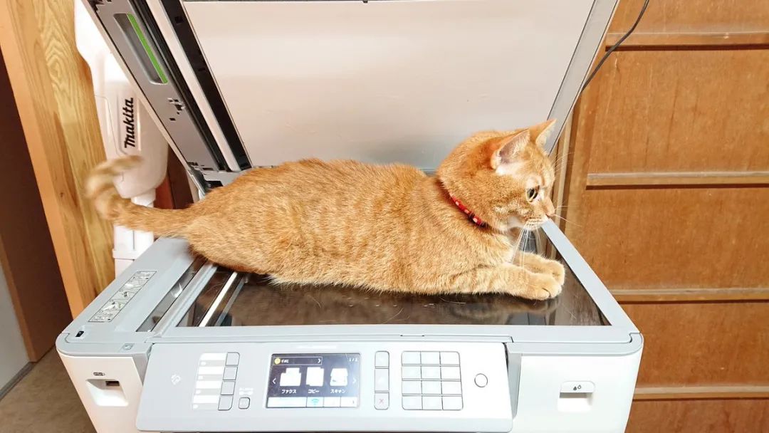 貓咪趴在復印機上被掃了一遍之後，意外暴露了自己肚皮的神秘結構