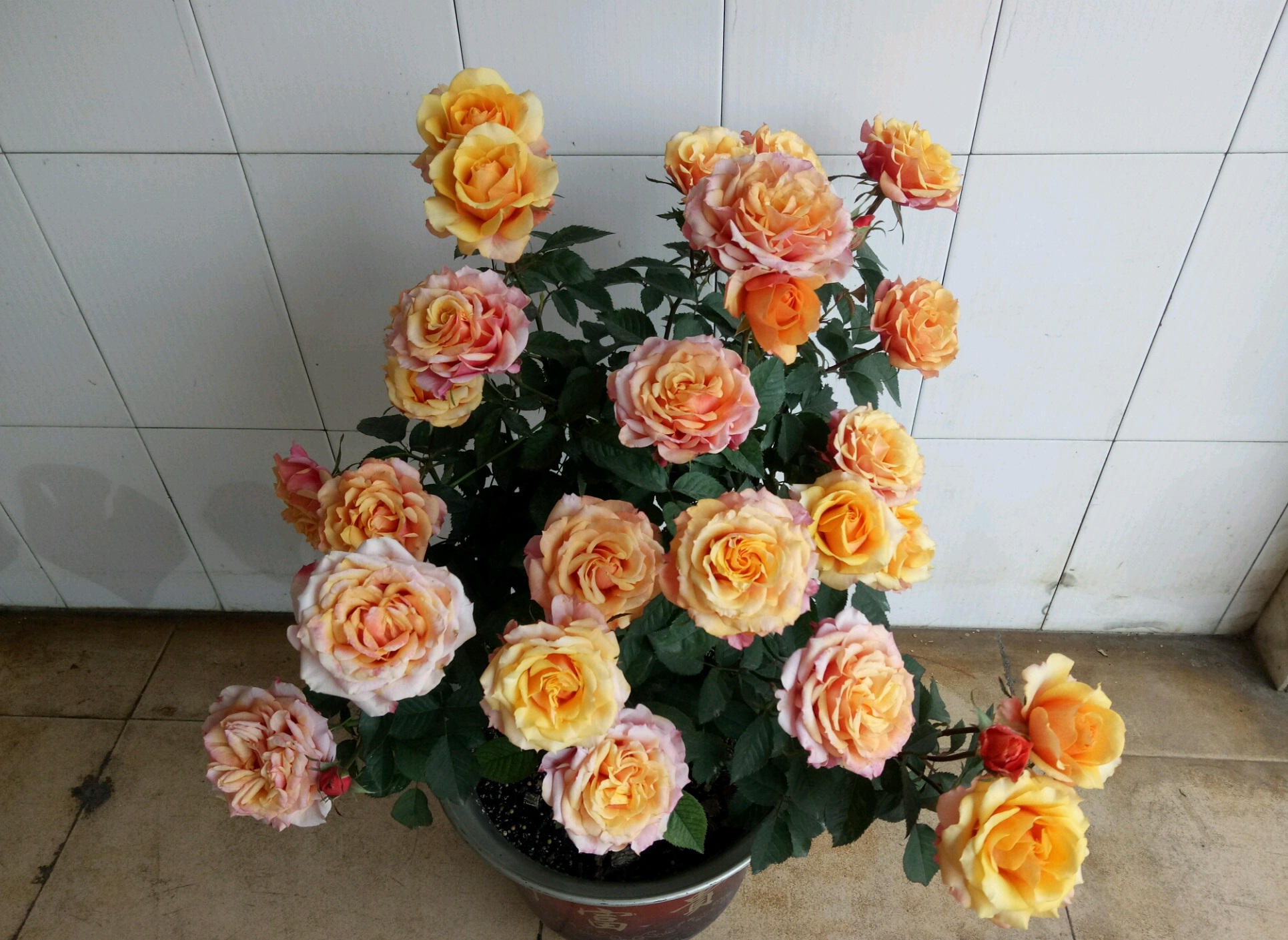 艾帕索月季花（赏花又闻香的盆栽花介绍大全）