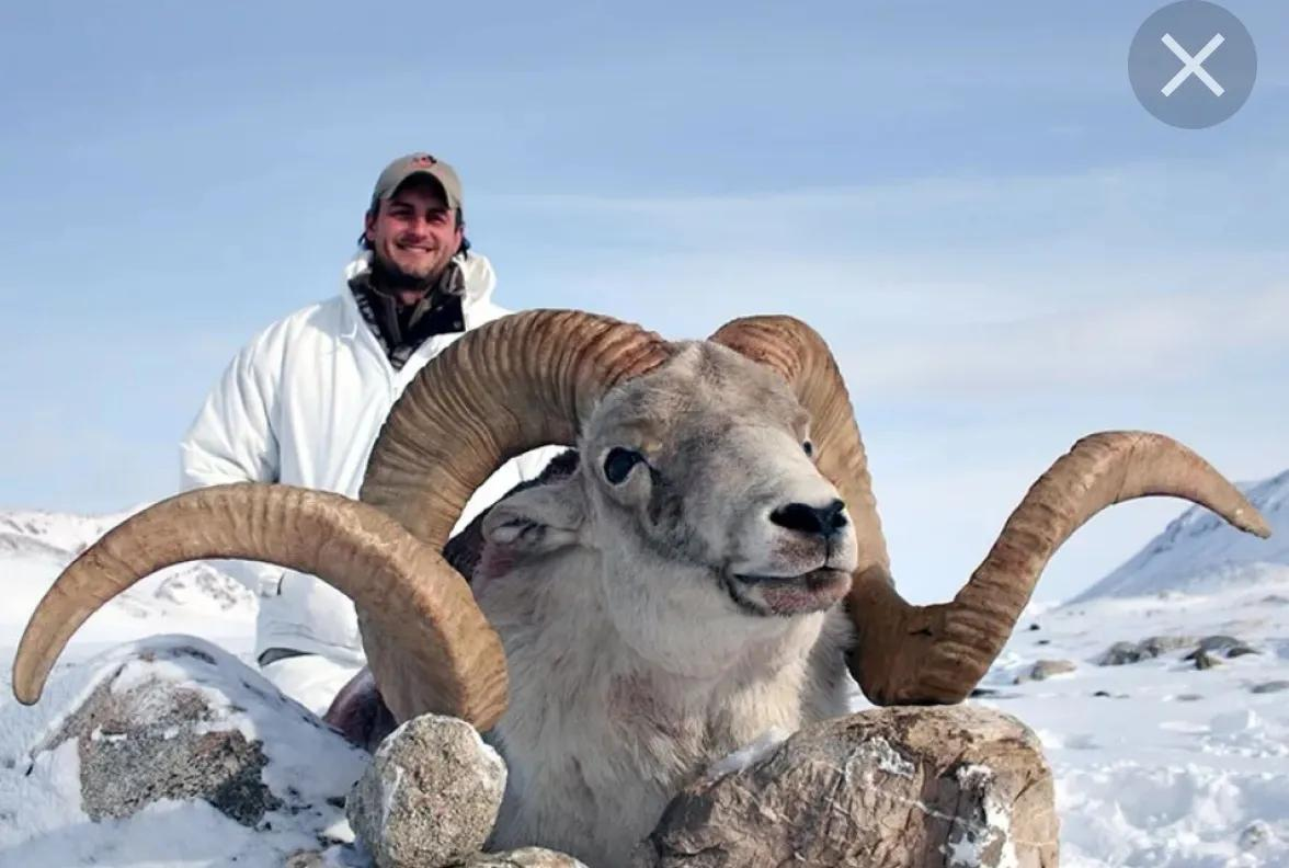 或许这头盘羊可以给出答案,它头上的角不停地生长,但尖锐羊角生长的