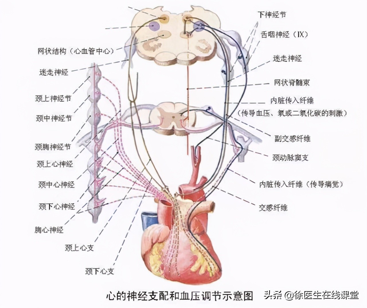血管迷走神经反应血管迷走神经反应症状主要表现为献血者有