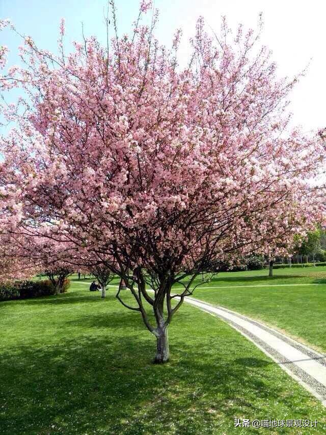 16种适合庭院种植的小乔木(16种适合庭院种植的小乔木盆栽) - 趣味头