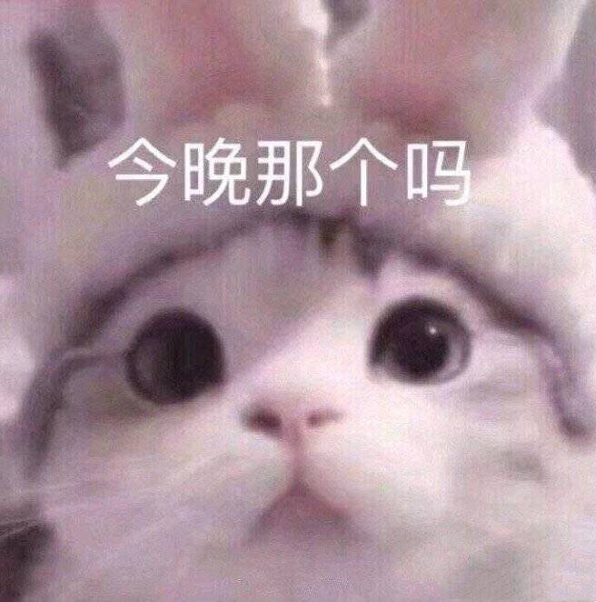 猫咪表情包：今晚那个吗