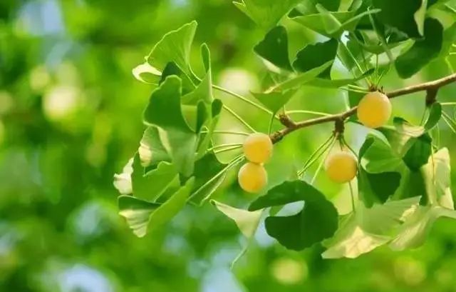 开心果是银杏树的果实 银杏果图片大全图片 - 汽车时代网