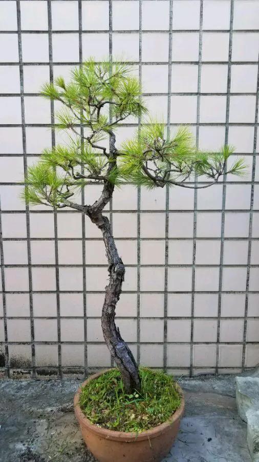 松树的种类与图解【5】