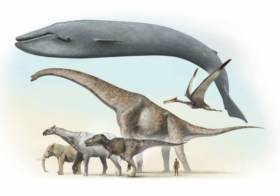 大象的重量(为啥蓝鲸能比大象大十多倍?