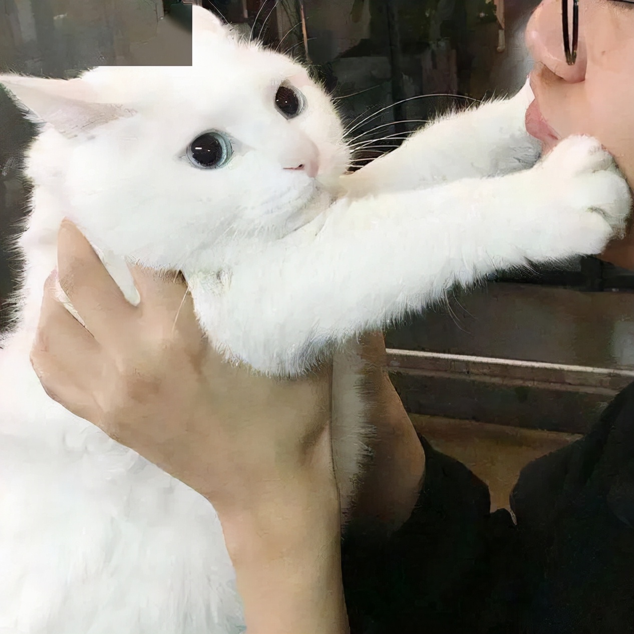 养猫的好处有哪些（分享几个养猫的好处和坏处）