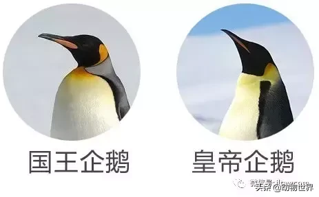 企鹅是鸟吗（带你了解世界上的18种企鹅）