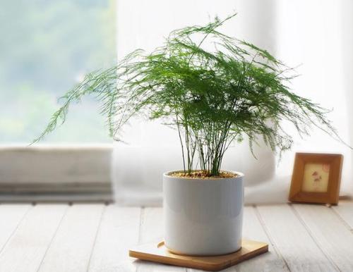 为什么家里不能养文竹，家里养文竹的好处有哪些？