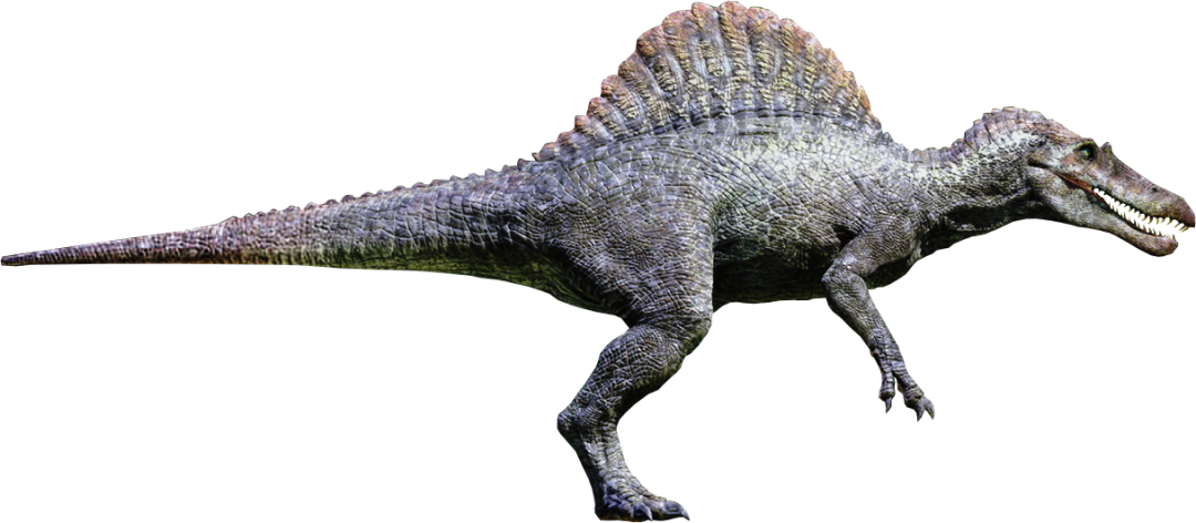 spinosaurus(在《侏罗纪公园》跟霸王龙抗衡的超级恐龙，其实是水中巨兽)