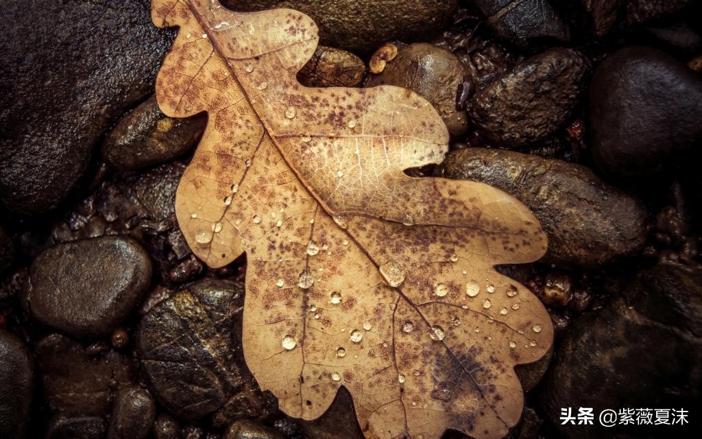 重阳节的秋雨唯美句子，一场秋雨一场寒