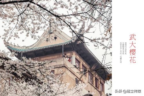 清华二校门、武大的樱花，大学里标志性风景，你认为哪个最好看？