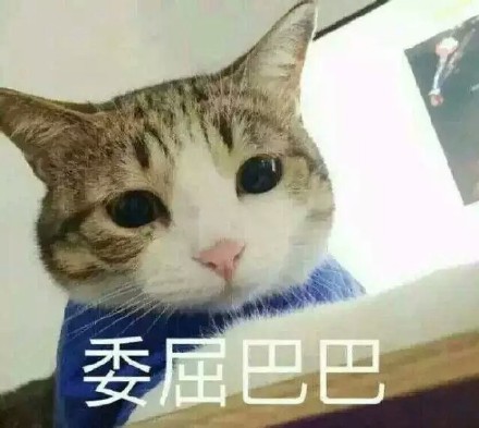 猫咪委屈表情包合集