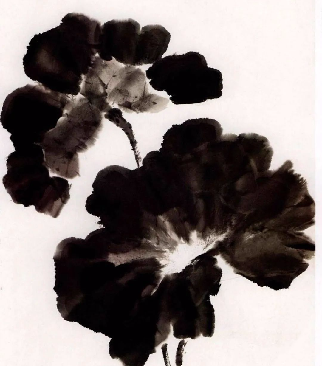 【国画教程】写意荷花,各样的荷花画法!初学者值得拥有!