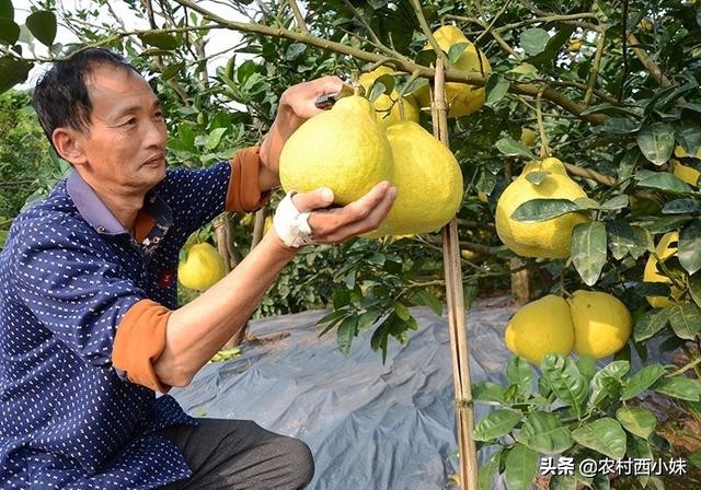 柚子树几年开花结果（柚子高产栽培管理方法）