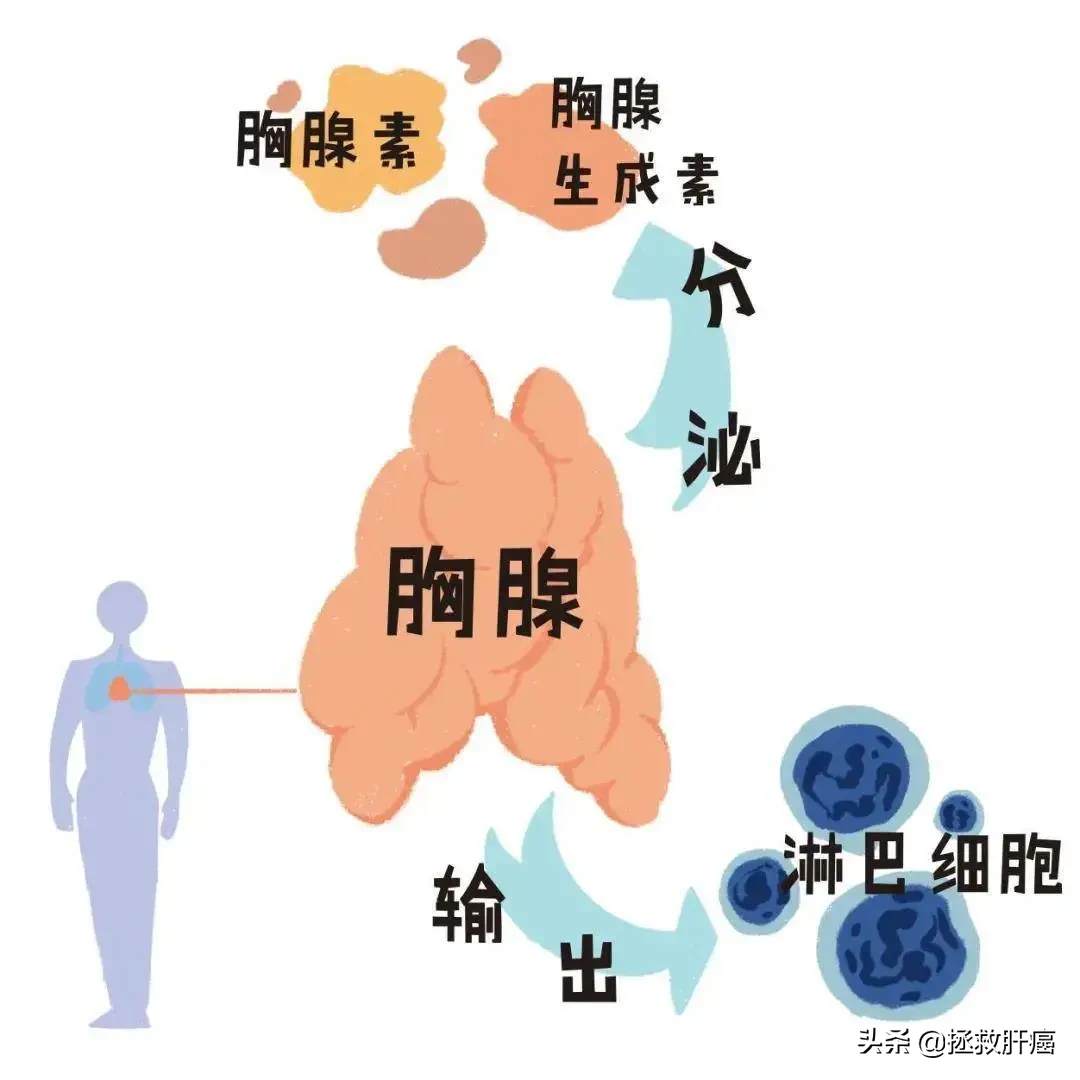 肝癌患者的“强心剂”！日达仙可降低患者术后复发率