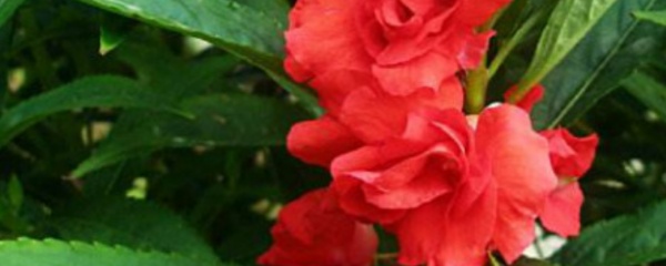 凤仙花用什么繁殖