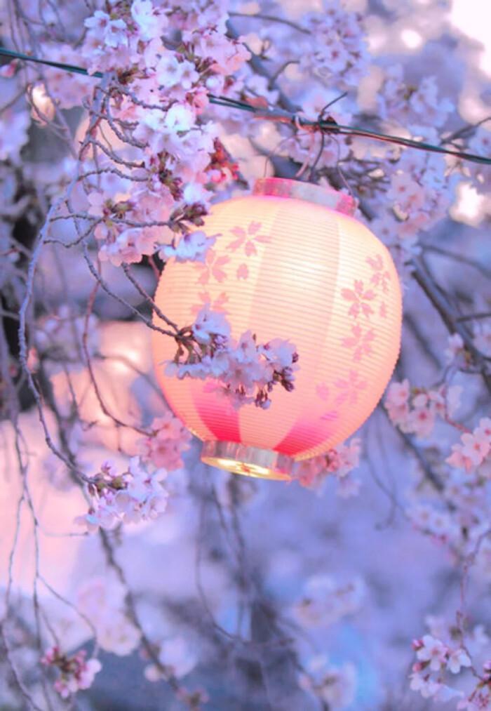 春日赏樱，从一句俳句开始吧