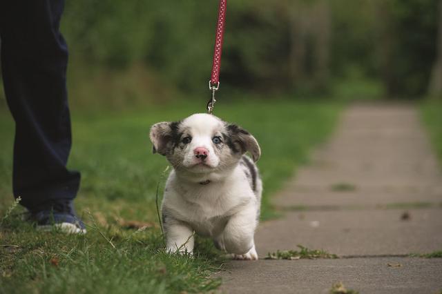 幼犬什么时候能打疫苗？应该要打几针？一篇文帮主人弄明白