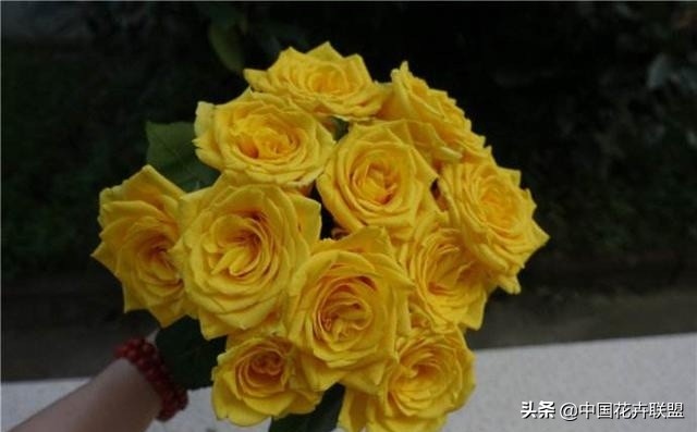 玫瑰花长什么样（26种常见玫瑰花品种集合）