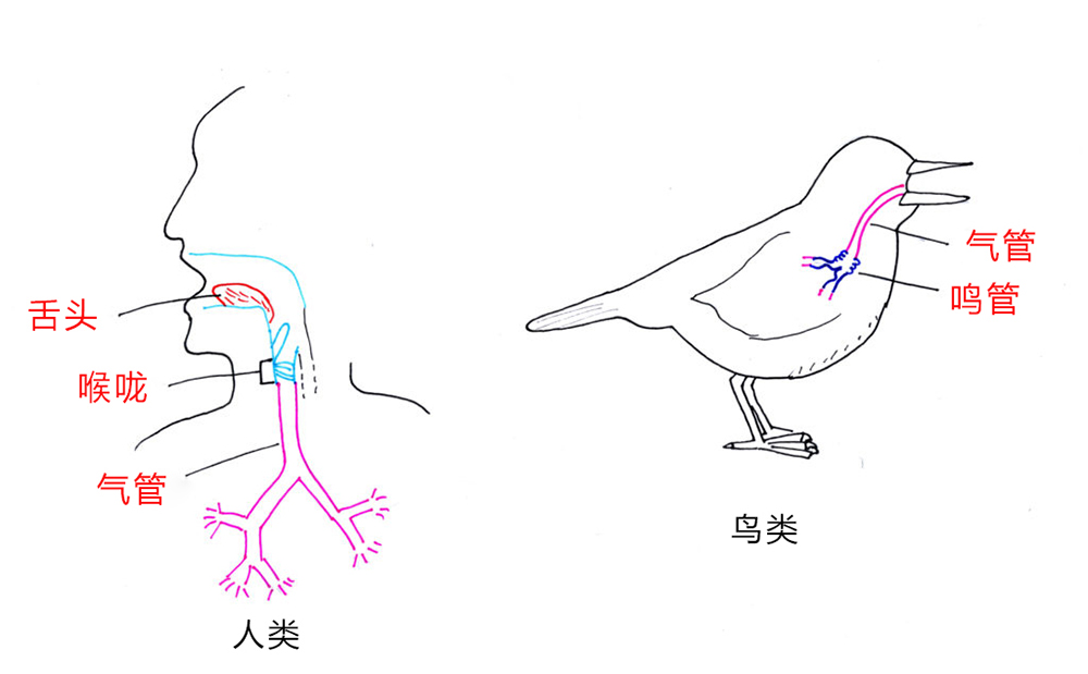 为何鹦鹉如此“戏精”，能模仿多种声音？